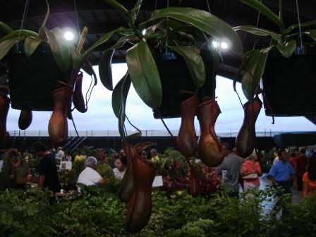 Hilo tropical plants 